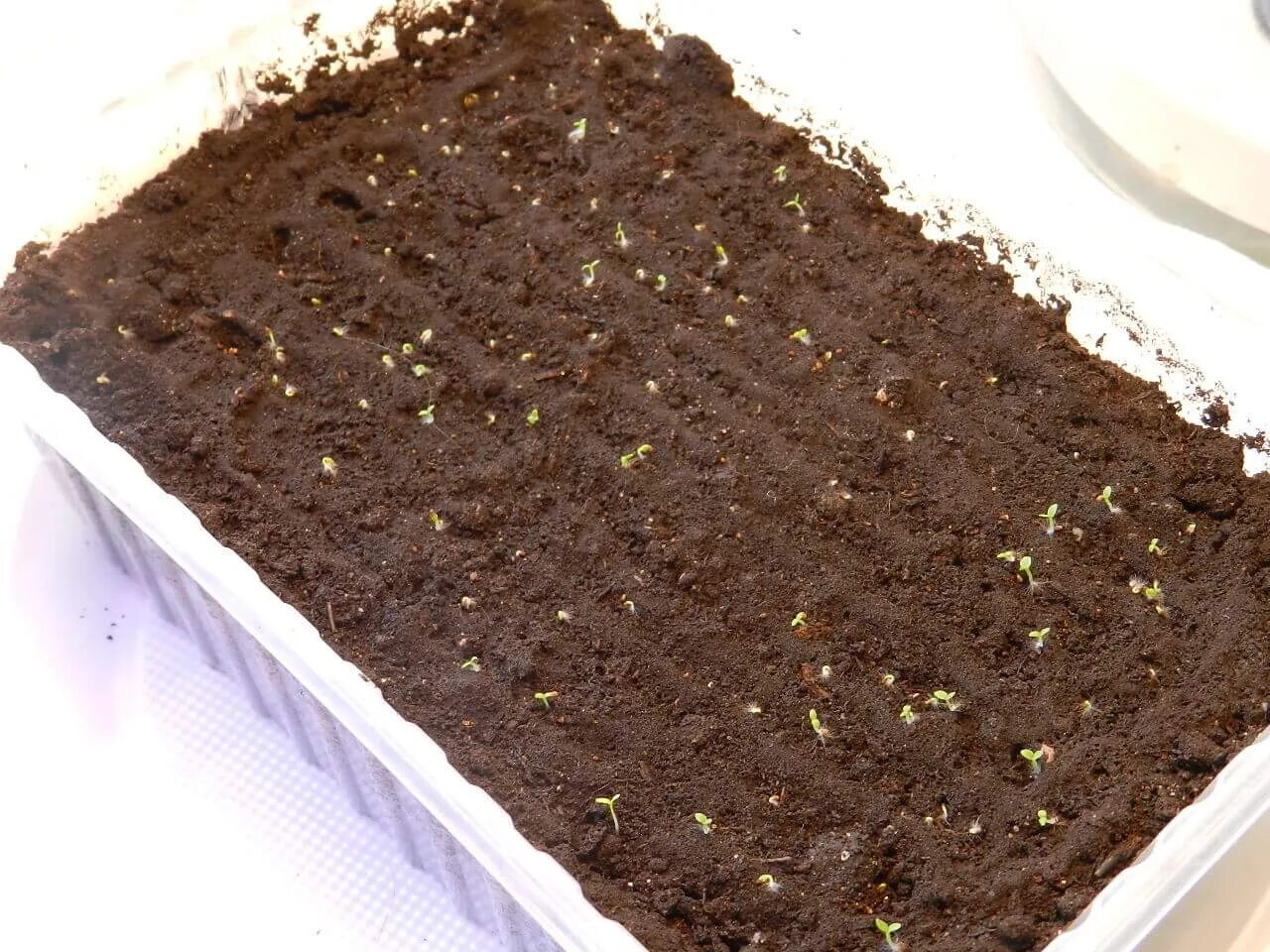 Табак курительный рассада. Пикирование табака курительного. Семена табака на рассаду. Посев табака на рассаду. Посев семян табака на рассаду.