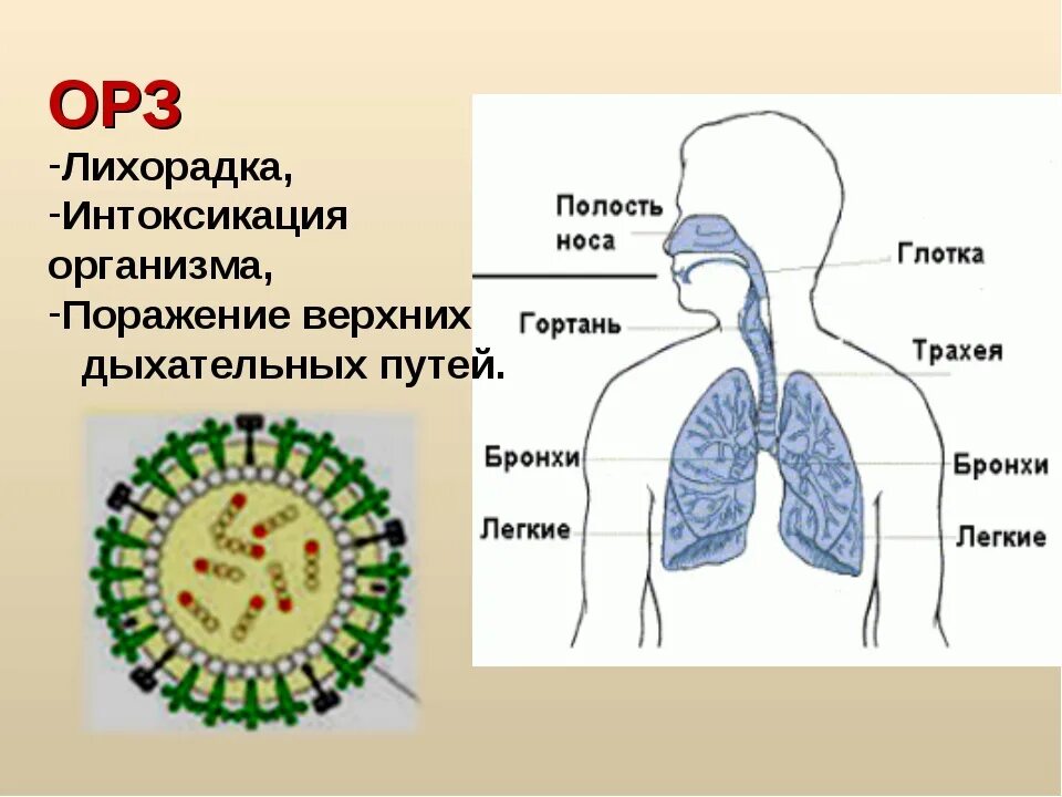 Респираторные заболевания вызывают. Респираторные заболевания. Респираторные заболевания для презентации. Острые респираторные заболевания. ОРЗ.