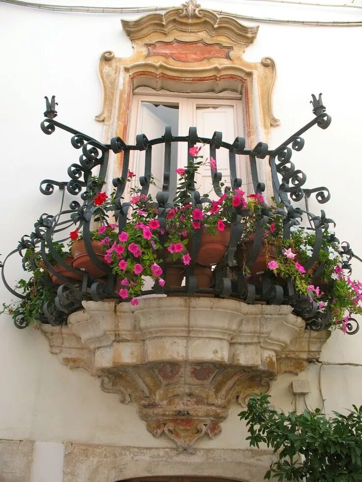 Love affair with Bougainvillea Plantas para varanda, Jardim para varanda pequena