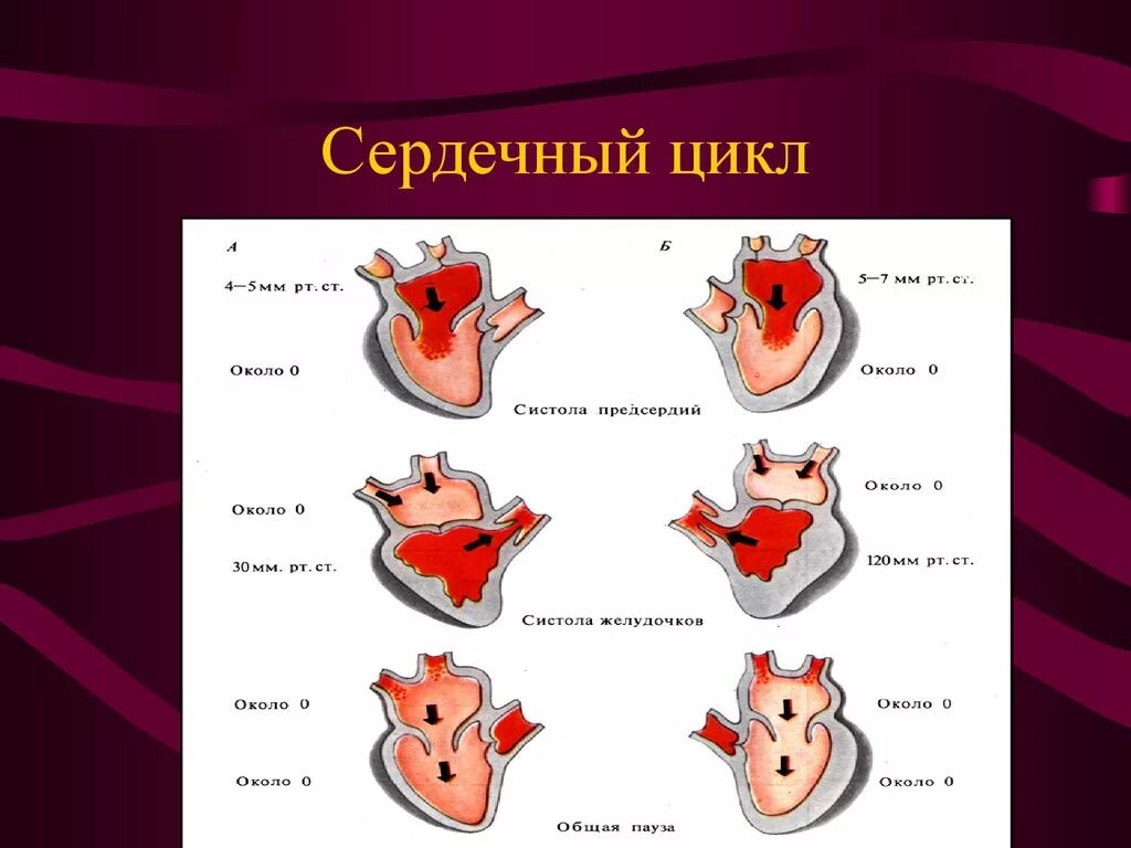 Систола желудочков длится дольше систолы предсердий. Цикл сердечной деятельности схема. Фазы сердечного цикла систола. Фазы сердечного цикла схема физиология. Схемы сердечного цикла биология.