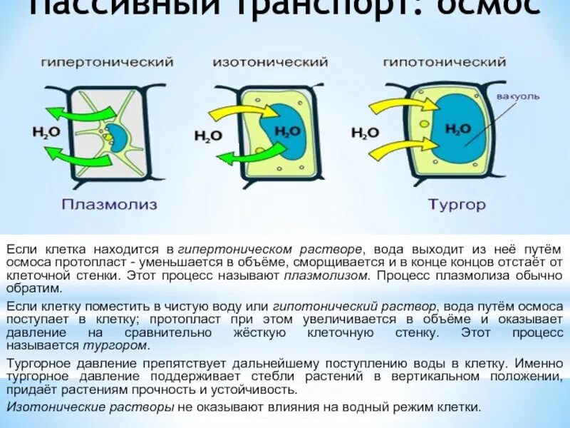 Осмос тургор плазмолиз. Тургорное давление в растительных клетках. Тургор это в химии. Тургор клетки растения. Тургор растительной клетки.