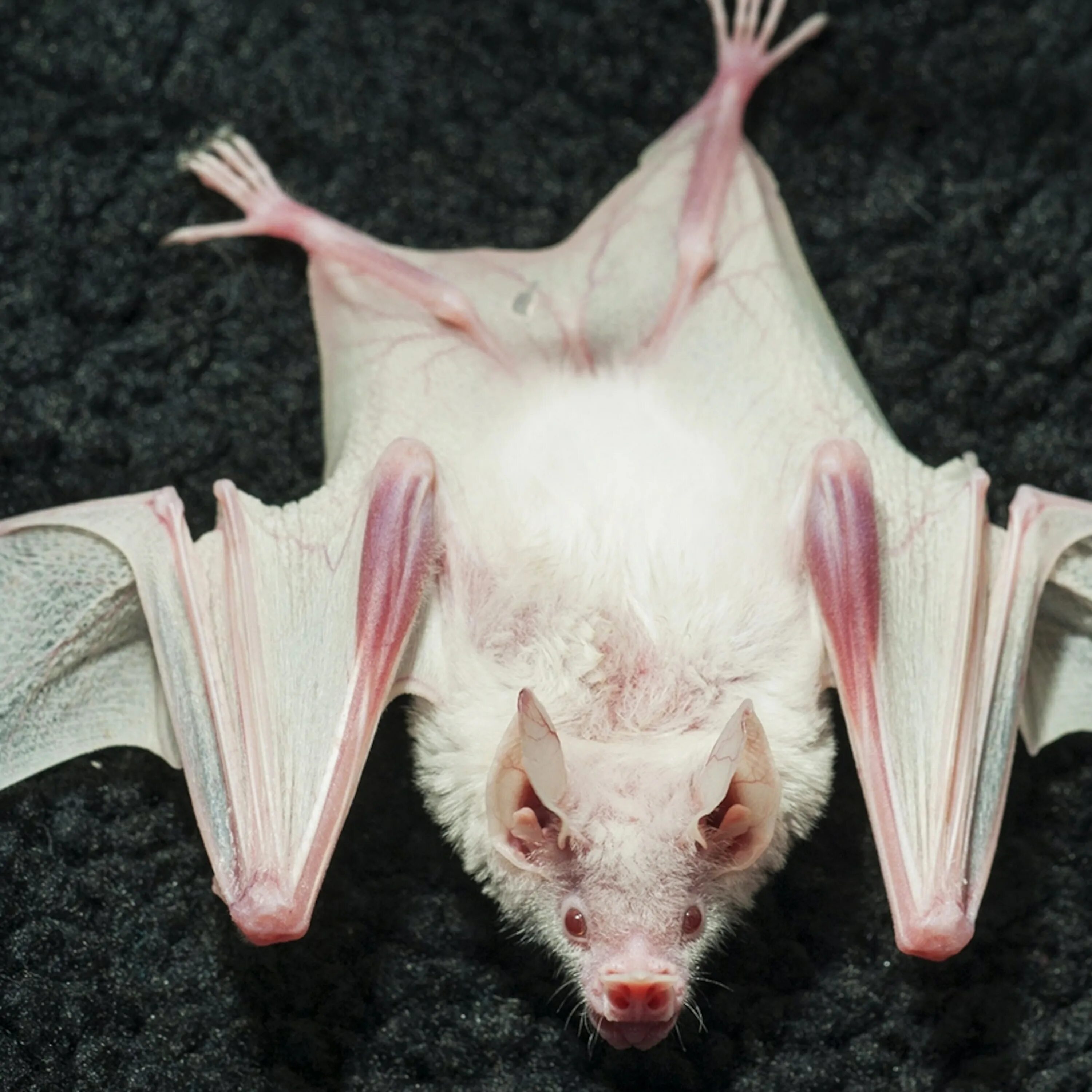 Летучая мышь альбинос. Белая летучая лисица альбинос. Землеройкообразный длинноязыкий вампир. Белые летучие мыши милые. Листонос альбинос.