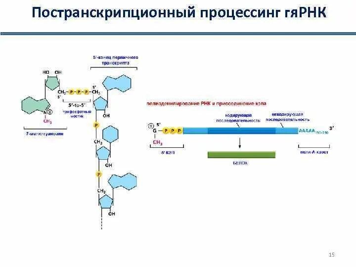 Гетерогенная ядерная РНК. Гетерогенная ядерная РНК. Строение,. Химический процессинг. При созревании гетерогенной ядерной РНК происходит.