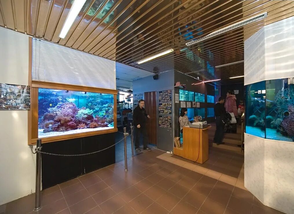 Океанариум на чистых прудах. Аквариум океанариум на чистых прудах. Кораллы в океанариуме. Океанариум морской аквариум. Океанариум на чистых прудах фото.