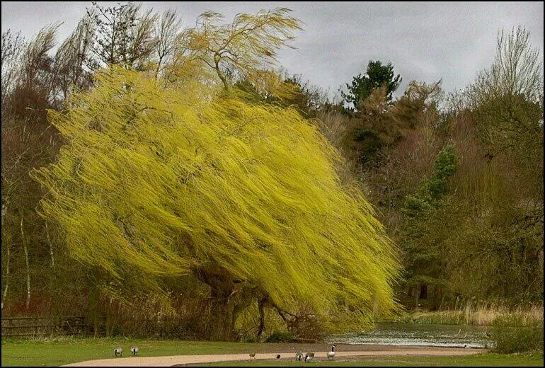 Ветер шум деревьев. Ветер шум деревьев. Одинокое дерево. Береза на ветру. Ива желтая плакучая.