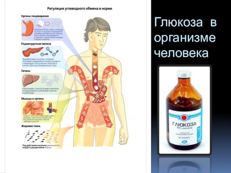 Глюкоза выполняет в организме функцию. Глюкоза в организме человека. Глюкоза в теле человека. Химия в организме человека. Глюкоза где в организме человека.