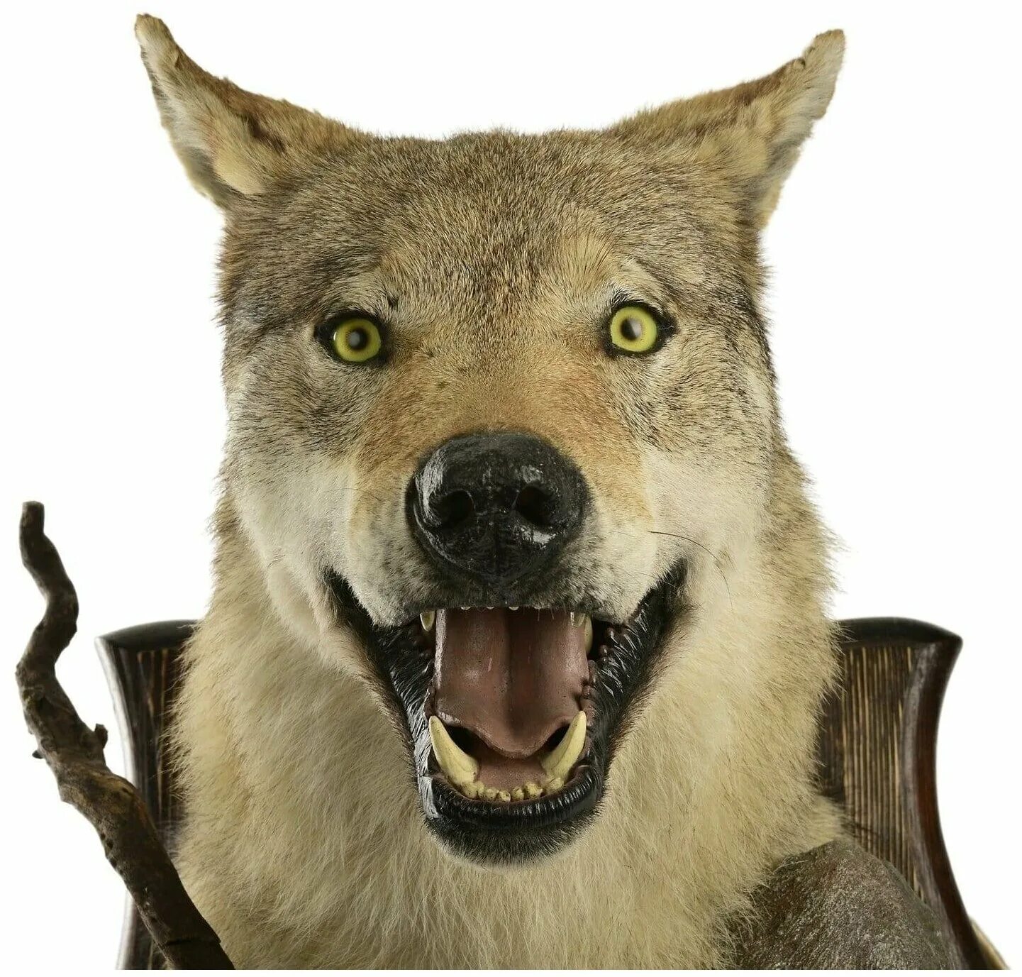 чучело головы волка