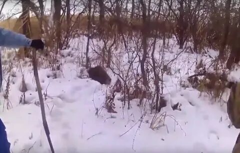 Я увлекся преследованием диких кабанов и заблудился