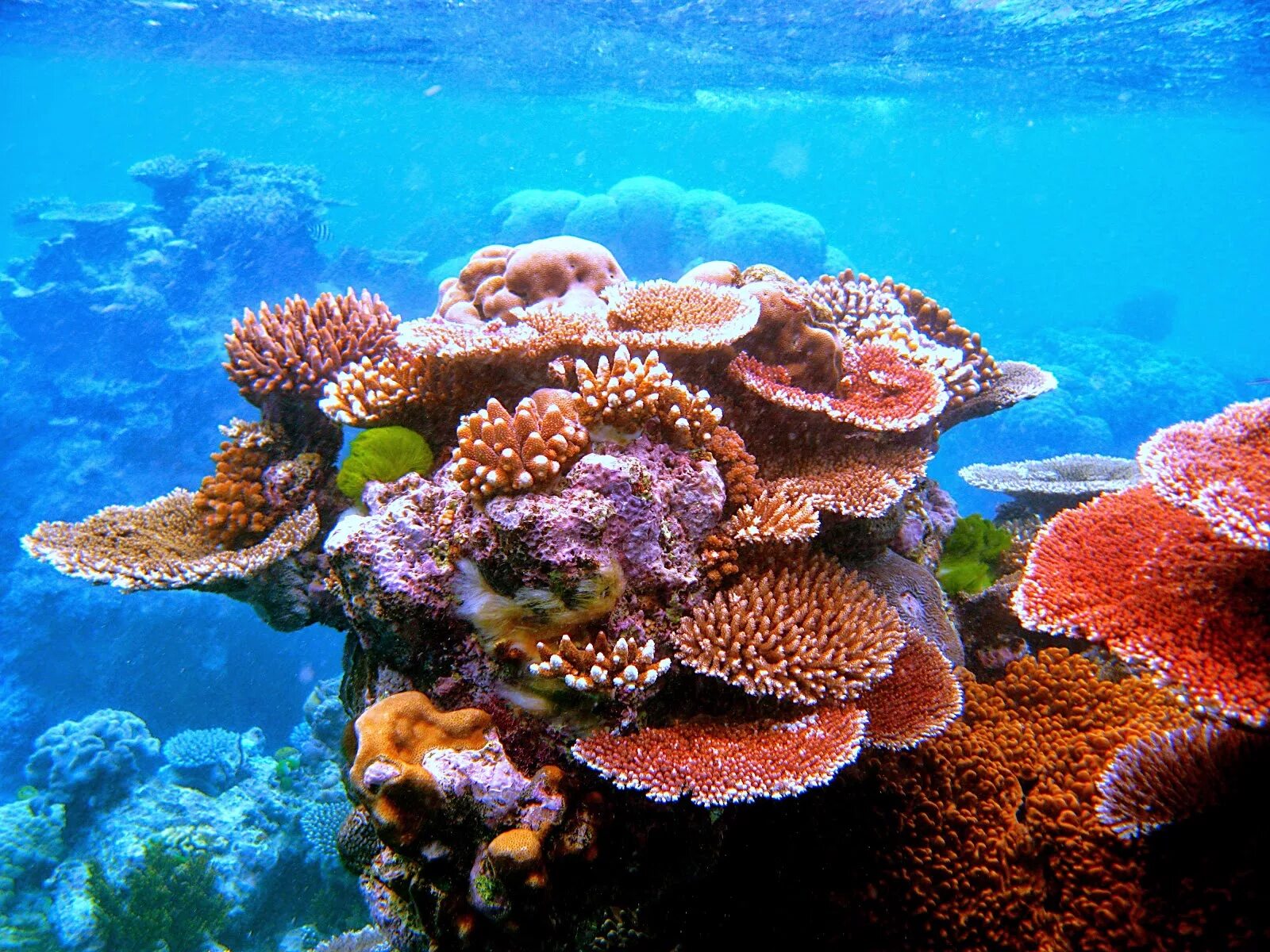 Great barrier reef corals. Большой Барьерный риф кораллы. Риф Туббатаха Филиппины. Морской парк на рифах Туббатаха. Винсент Каллебо – «коралловый риф» (Coral Reef).