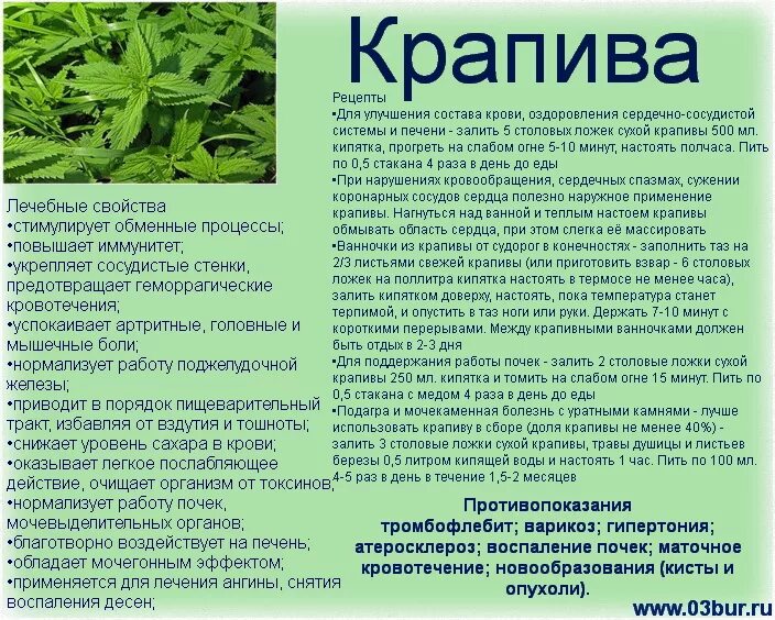 Отвар крапивы при кровотечениях. Отвар крапивы пить. Отвар крапивы при кровотечениях из матки. Лекарственные препараты листьев крапивы.