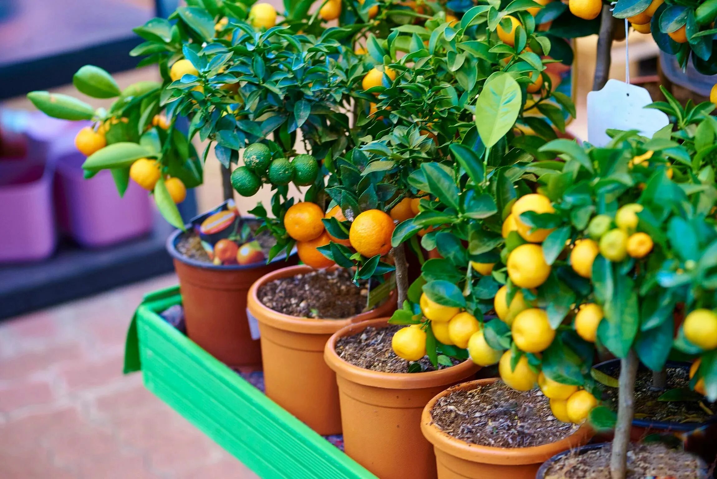 Какой горшок нужен для лимона. Каламондин (цитрофортунелла) апельсин. Цитрофортунелла бонсай. Цитрус (комнатное растение) лимон Мейера. Цитрус (комнатное растение) мандарин (ретикулата).