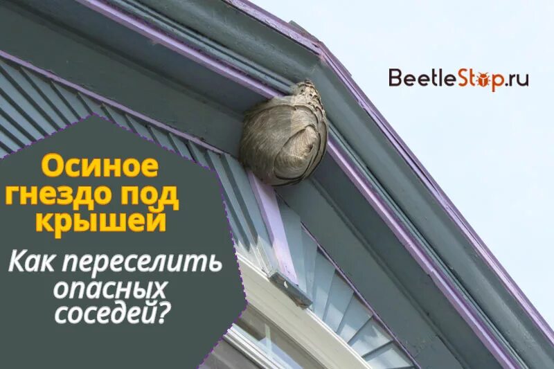 Как убрать гнездо с осами под крышей. Осиное гнездо под крышей. осиное гнездо на крыше. осиное гнездо под крышей примета. осиное гнездо над окном.