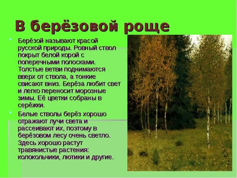 И агеева белоствольная берёза. Корабельная роща, 1898. Презентация на тему английский парк роща англия. Сообщение о буковой роще. Новосибирская область березовая роща.