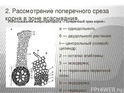 Зоны корня поперечный срез