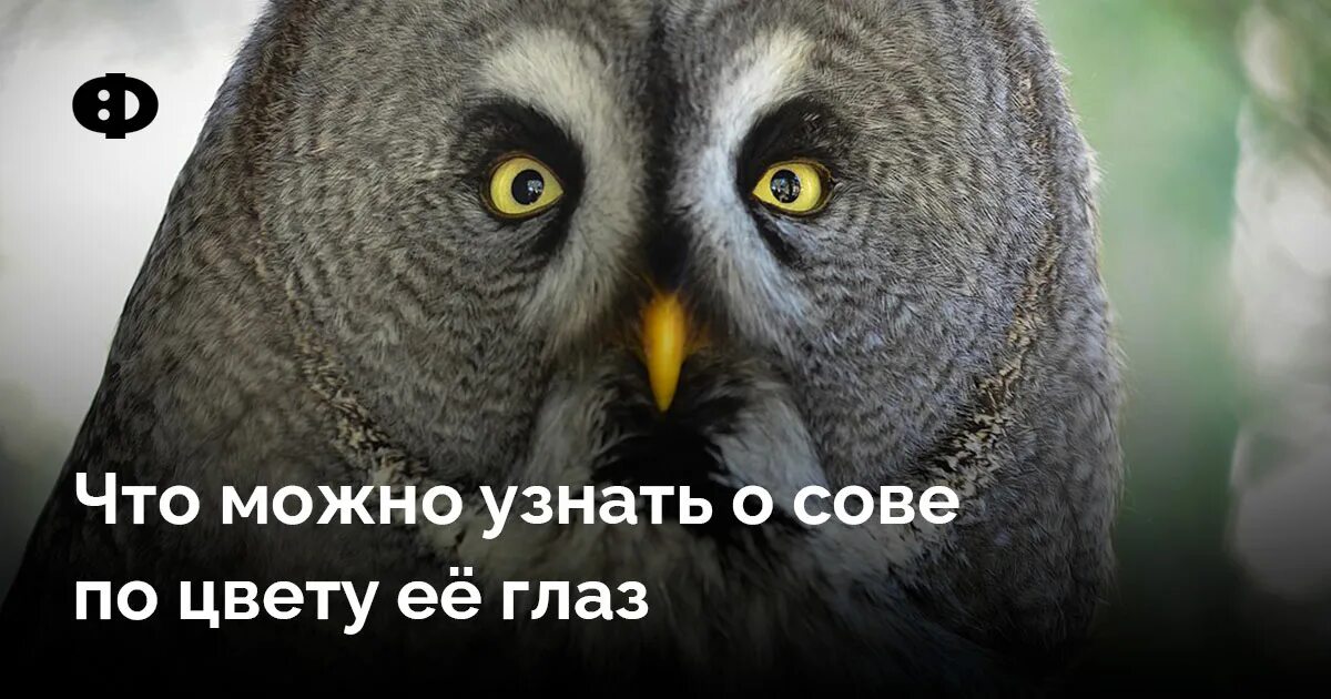 Как будет сова по. Совиные глаза. слух совы. как видят совы ночью. как видит сова.