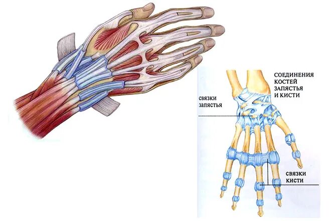 Связки на руке. Растяжение лучезапястного сустава. Разрыв связок лучезапястного сустава. Травма сухожилия лучезапястного сустава. Растяжение связок кисти в лучезапястном суставе.