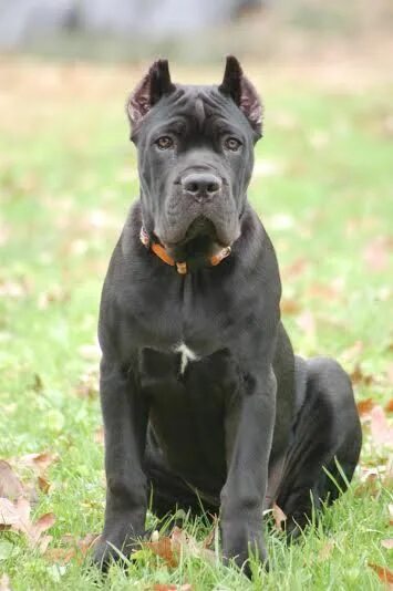 Кане корсо 6 месяцев фото Pirates Den Cane Corso KENY Georg