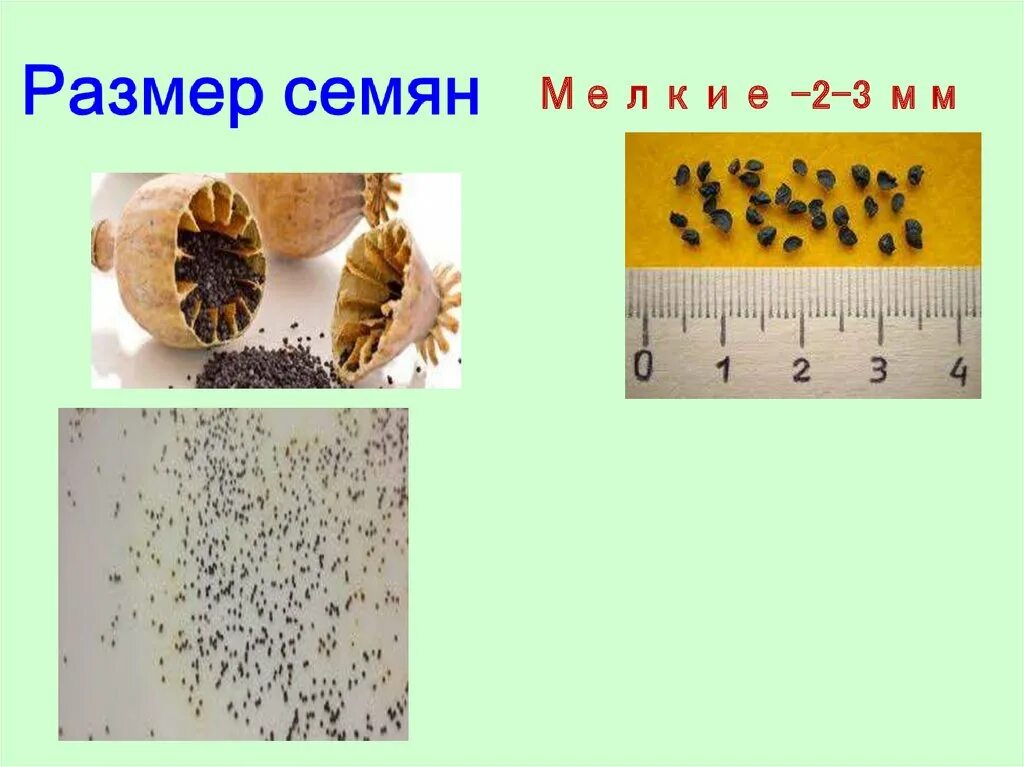 Глубина заделки семян огурцов. Семена презентация. Заделка семян. Глубина заделки семян. Мелкая заделка семян подсолнечника.