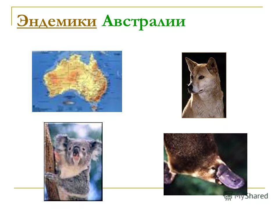 Эндемики австралии растения. Австралийские эндемики. Эндемики австралии презентация. Животные эндемики австралии. Из перечисленных животных эндемиками австралии являются.