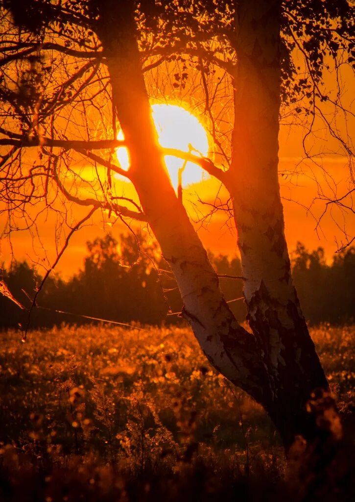 осень закат лес. закат в лесу. осень вечер. поздний осенний закат. осеннее солнце.