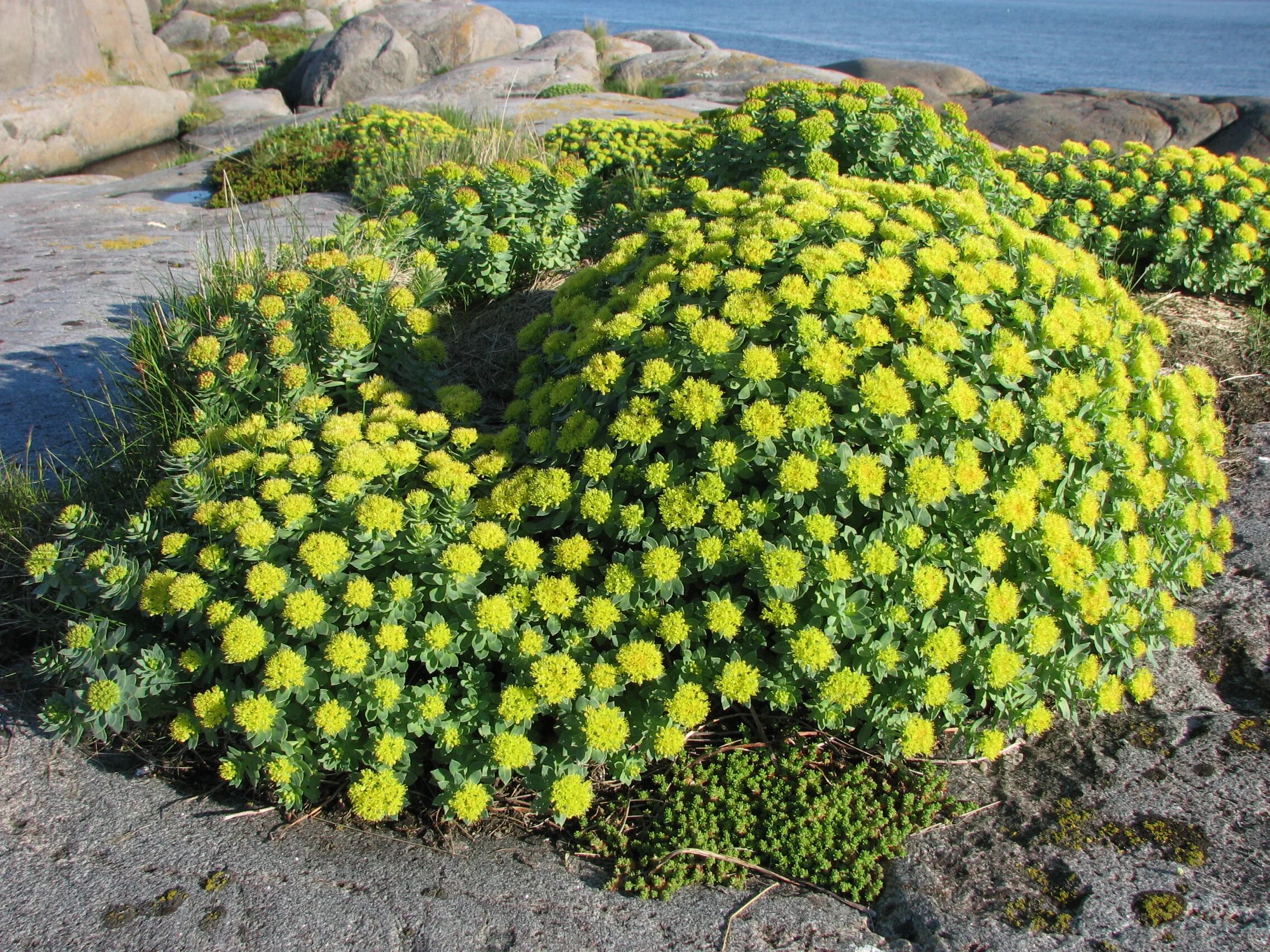 Родиола розовая растет. Золотой корень родиола. Родиола розовая Rhodiola rosea. Родиола розовая Толстянковые. Золотой корень растение.