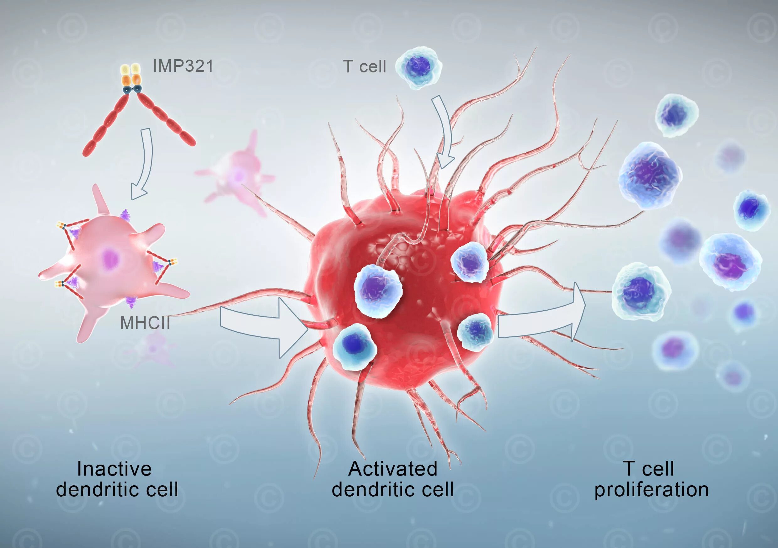 Плазмоцитоидные дендритные клетки. Дендритные клетки иммунология. Дендритные клетки иммунология препарат. Дендритные и интердигитирующие клетки. Макрофаги антитела