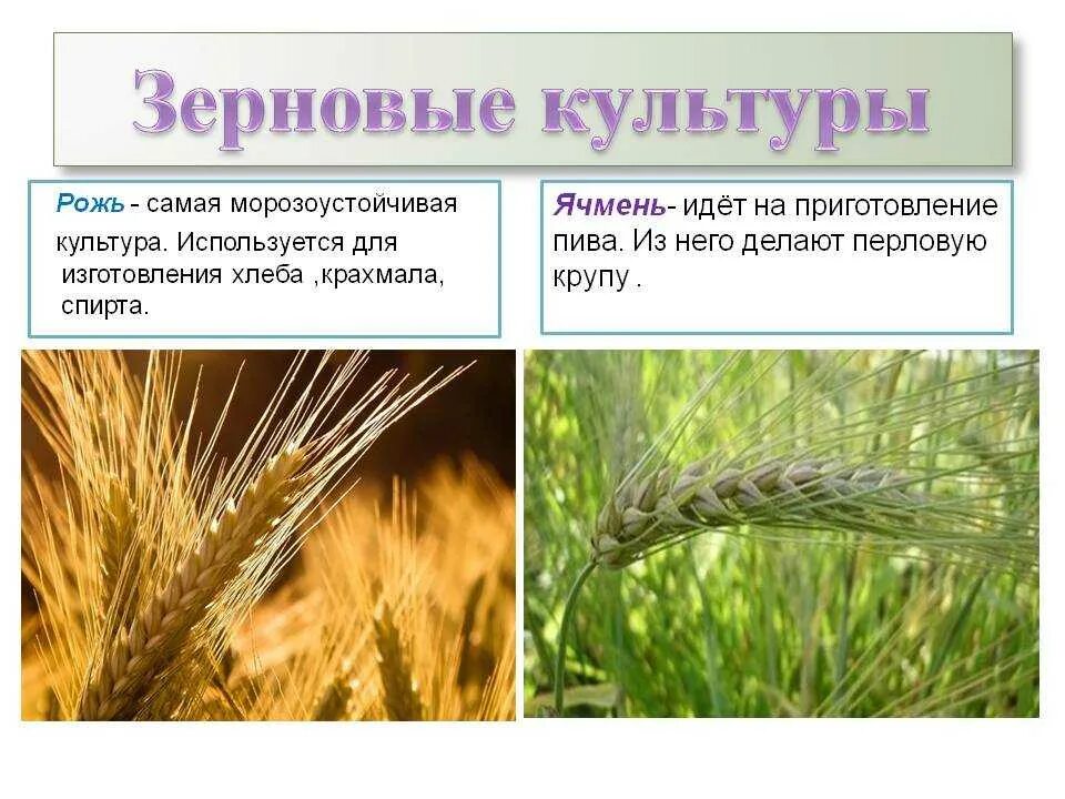 Сообщение о пшенице 3 класс