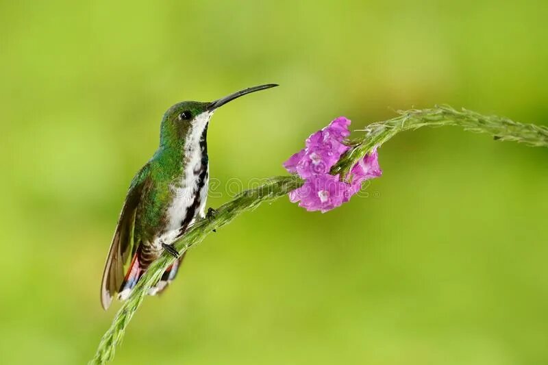 Манговые колибри. Доминиканский колибри-манго. Колибри манго. Anthracothorax nigricollis. Колибри доминикана.