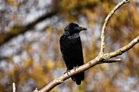 Увидеть ворона на дереве