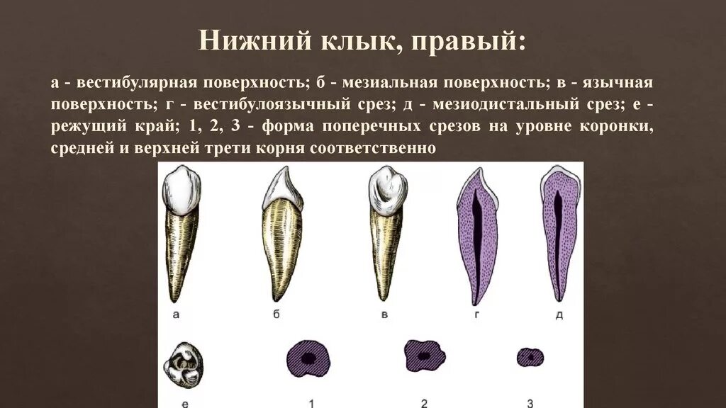 Клыки поверхность зуба. Зубы верхней челюсти анатомия. Клык нижней челюсти анатомия. Правый клык нижней челюсти. Верхний клык зуб анатомия.