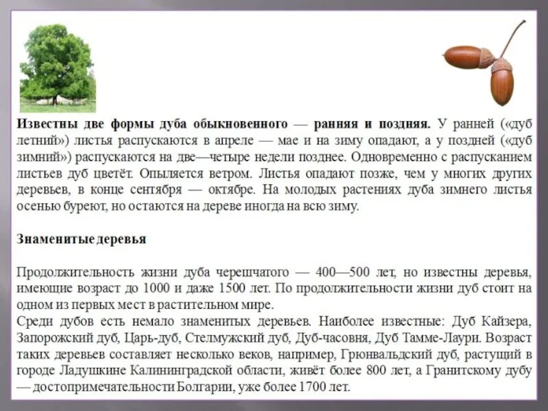 Рассказ о дубе. Описание дуба. Дуб дерево описание. Рассказ про дерево дуб. Средний срок жизни дуба составляет около пятьсот