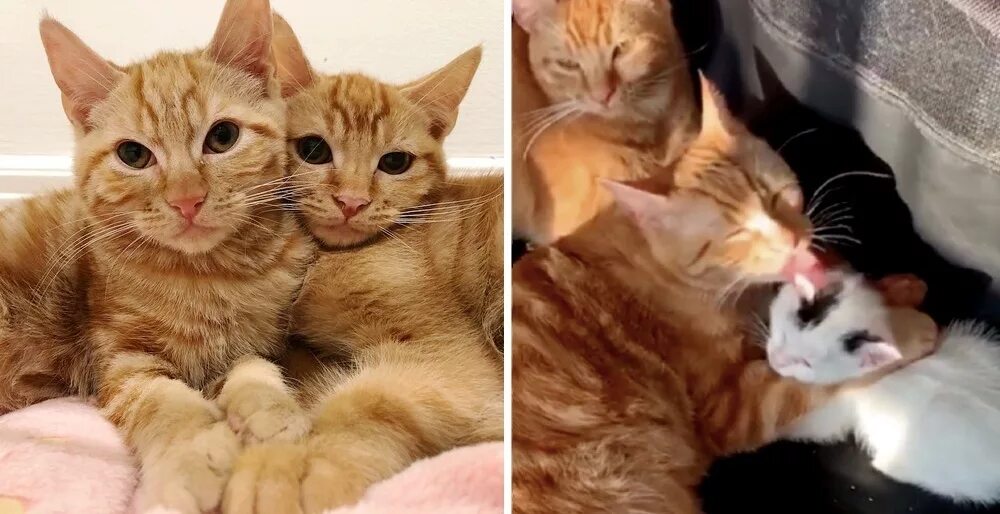 Два брата кота