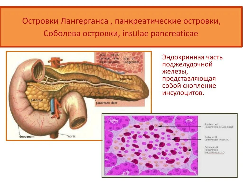 Островки Лангерганса Соболева. Клетки островков Лангерганса поджелудочной железы. Строение поджелудочной железы островки Лангерганса. Островки Лангерганса Соболева поджелудочной железы.