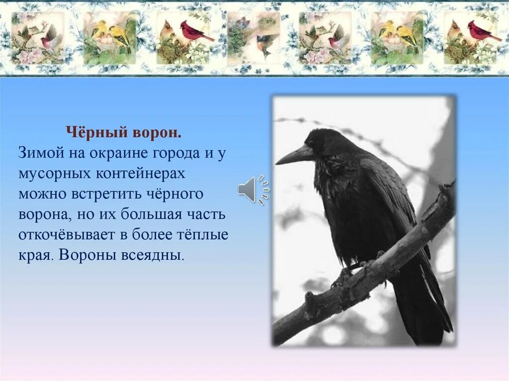 Жила ворона в заколоченном на зиму. Ворона зимой. Зимующие птицы ворона. Зимующие птицы вороны. Поведение ворон.