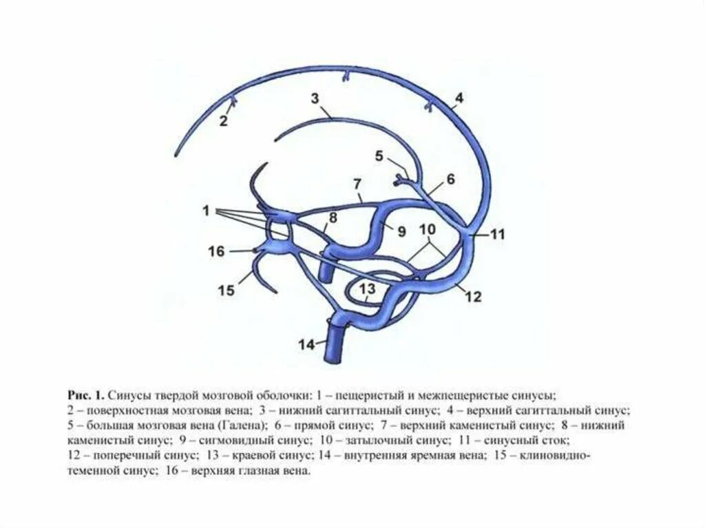 Синусы твердой оболочки мозга. Схема венозных синусов твердой мозговой оболочки. Синусы головного мозга схема. Синусы твердой оболочки мозга схема. Оболочки головного мозга и синусы твердой мозговой оболочки.