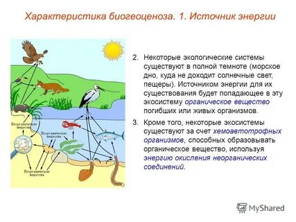 Вид энергии природной экосистемы
