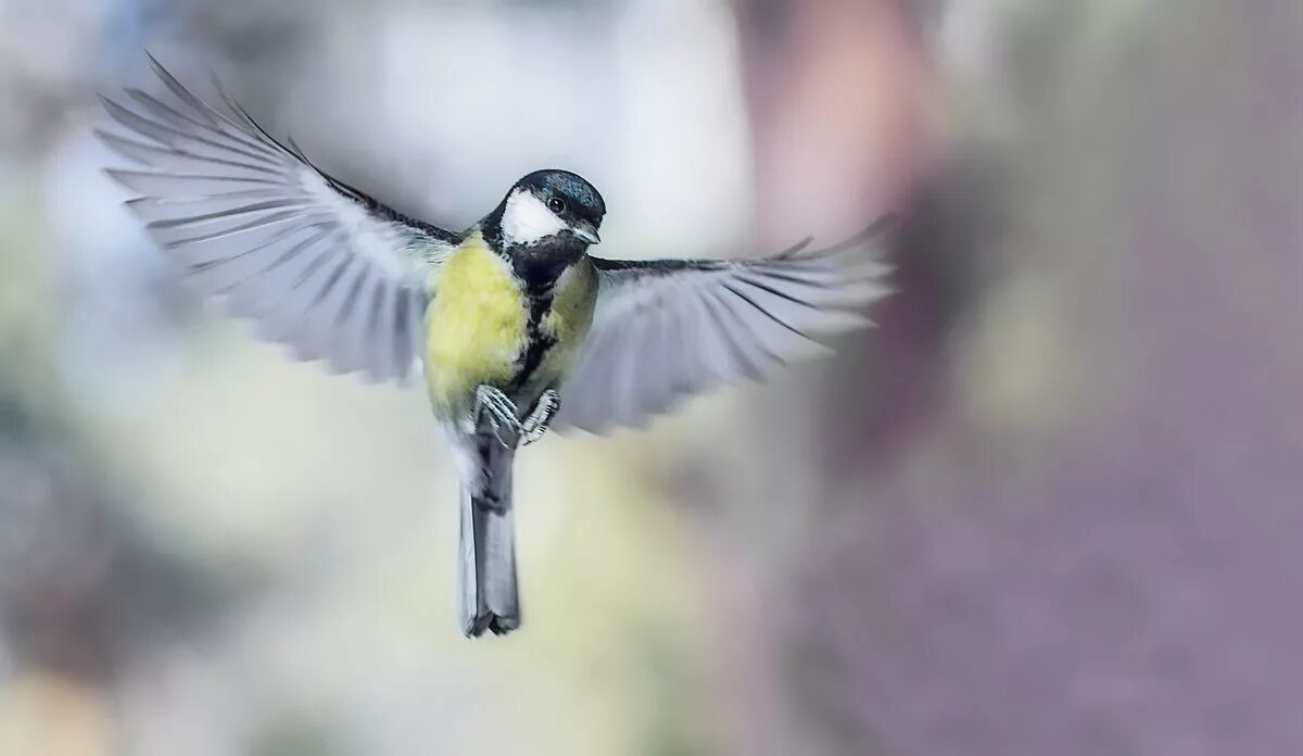 Синичка в полете картинка. Крылья синицы. Синичка в полете картинка. Синица лазоревка в полете. Обыкновенная лазоревка крылья.