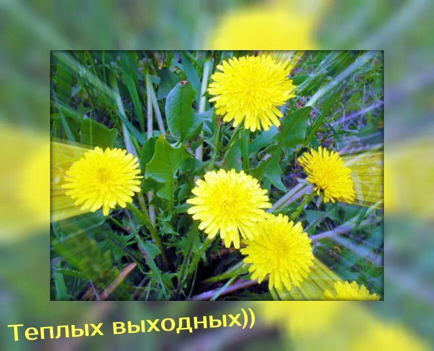 Теплых выходных картинки. Теплых выходных. хороших теплых выходных. теплых и солнечных выходных.