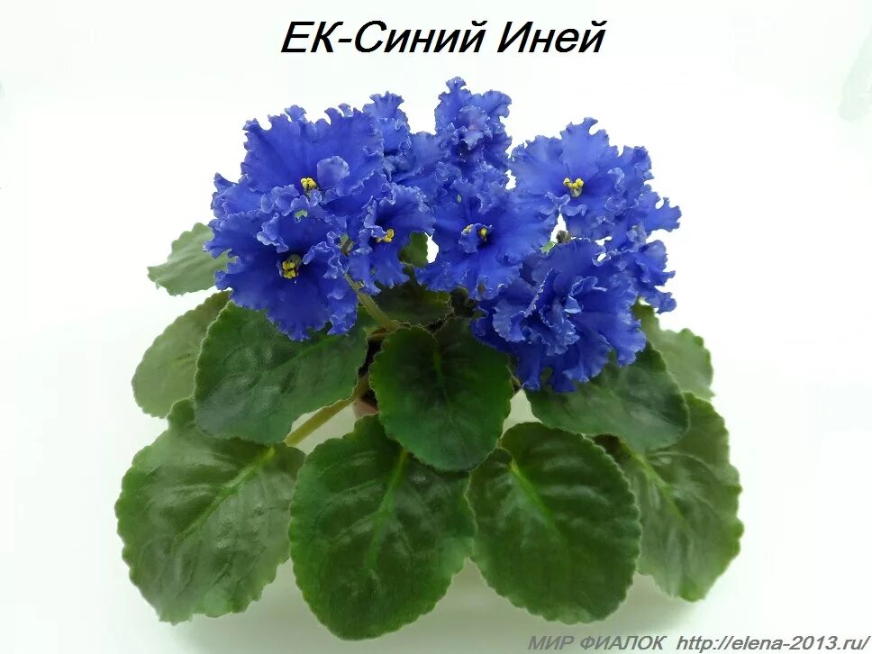 Сорта и описание голубых фиалок. Фиалка блуе драгон. Фиалка родео глори синяя. Сенполия blue dragon. Фиалка синий иней.