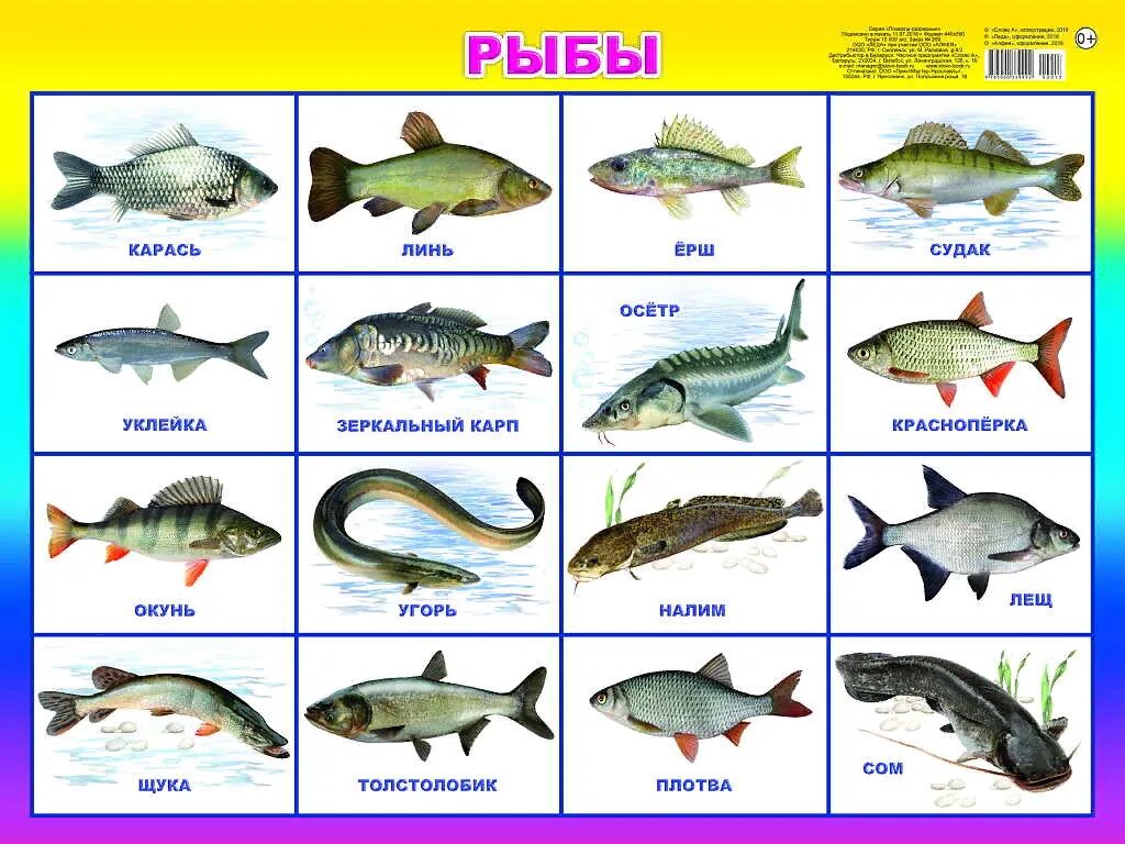 Название рыб. Речные рыбы названия. Морские и речные обитатели. Рыбы с названиями для детей. Рыбы детям дошкольного возраста