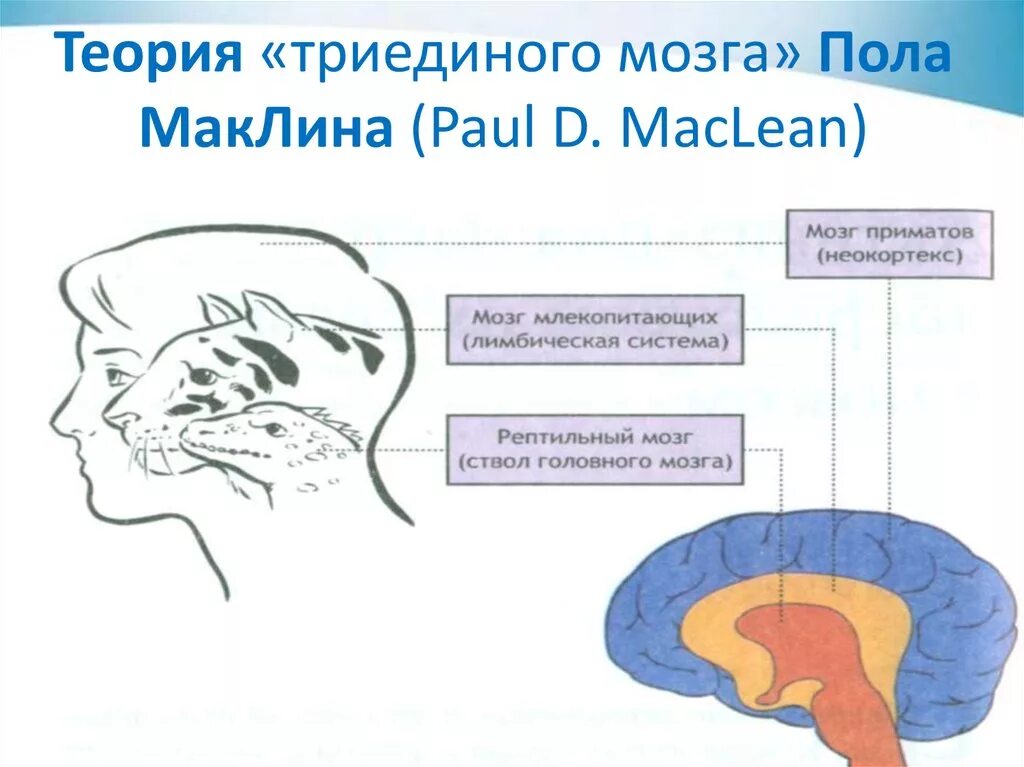 Мозг лимбическая система неокортекс рептильный мозг. Модель Триединого мозга пола Маклина. Теория пола Маклина три мозга. Маклин строение мозга. Рептильный мозг неокортекс