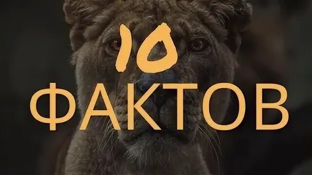 Топ 10 фактов