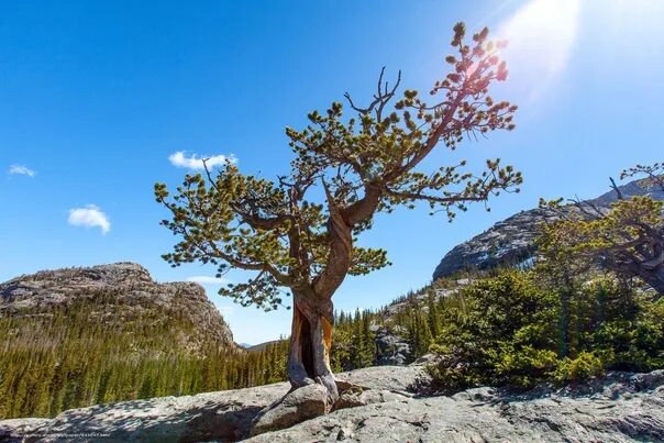 Tree on Cascade Cliffs Tree, Beautiful tree, Beautiful nature