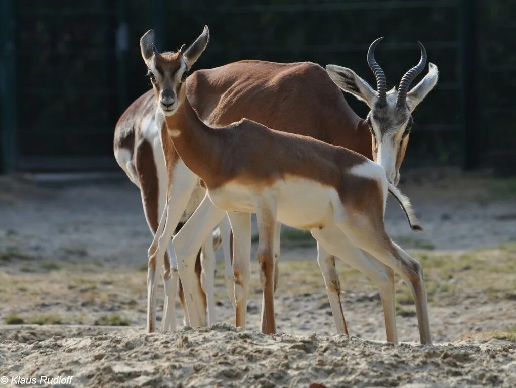 Газель дама. Газель дама. Газель животное фото. Сахарная газель. Газель дама.