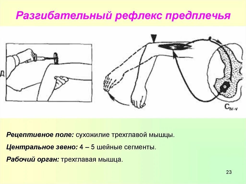 Сгибательный рефлекс. Перекрестный разгибательный рефлекс. Рефлекторная локтевого рефлекса. Локтевой рефлекс центральное звено. Дуга сгибательного рефлекса