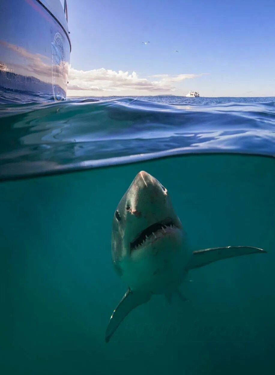 Ocean shark. Акула Эстетика МЕГАЛОДОН. Акула в море.