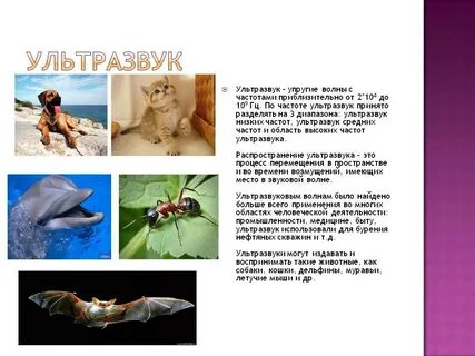 Какое животное слышит