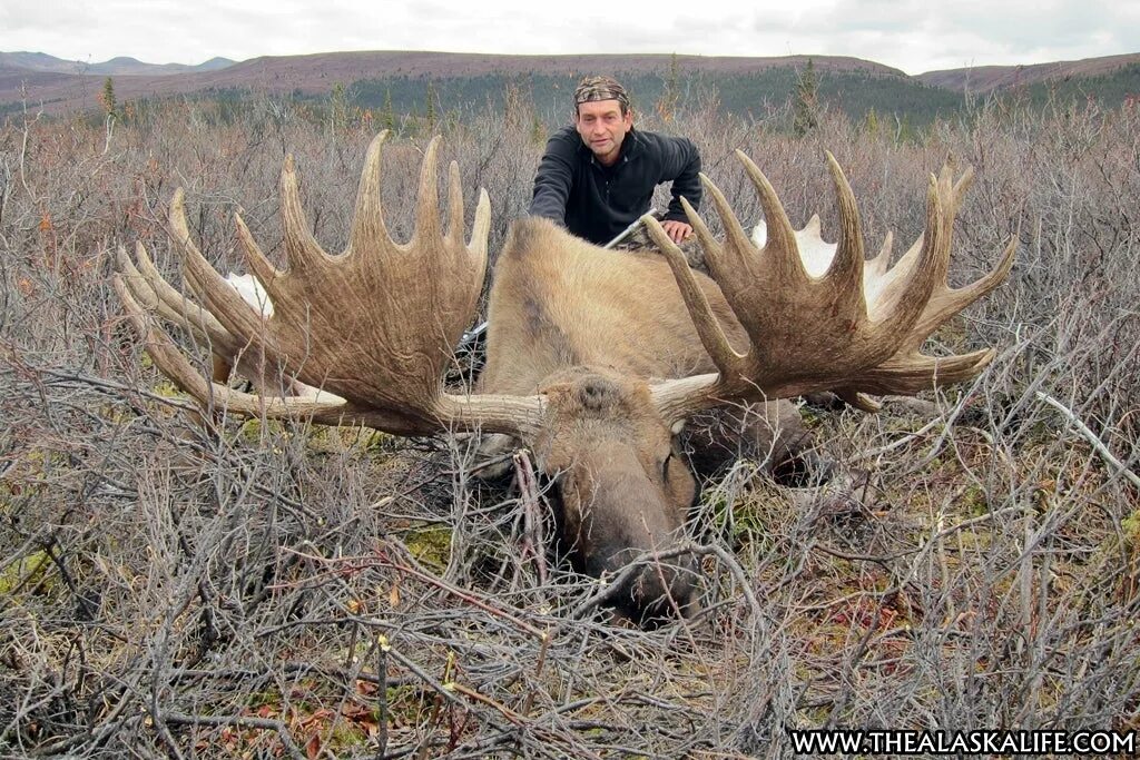 На сколько большой лось. Гигантский Лось. Самый большой Лось. Самый большой Лось в мире. Самый большой Сохатый.