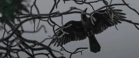 За шторами черные вороны