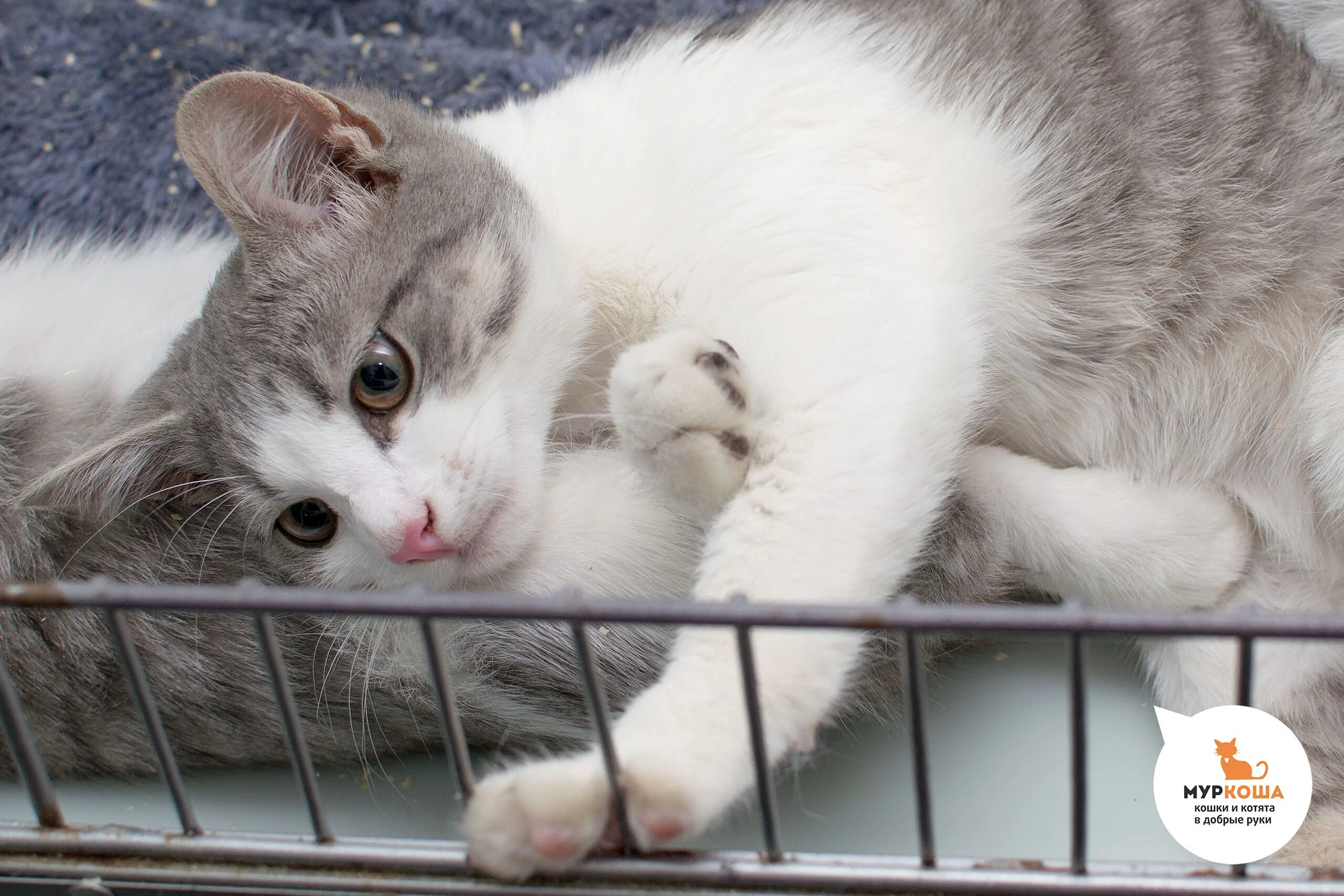 Звук котенка зовущего маму слушать. Приют Муркоша. Белая кошка из приюта. Кошка зовет котят. Кошачий приют Муркоша.